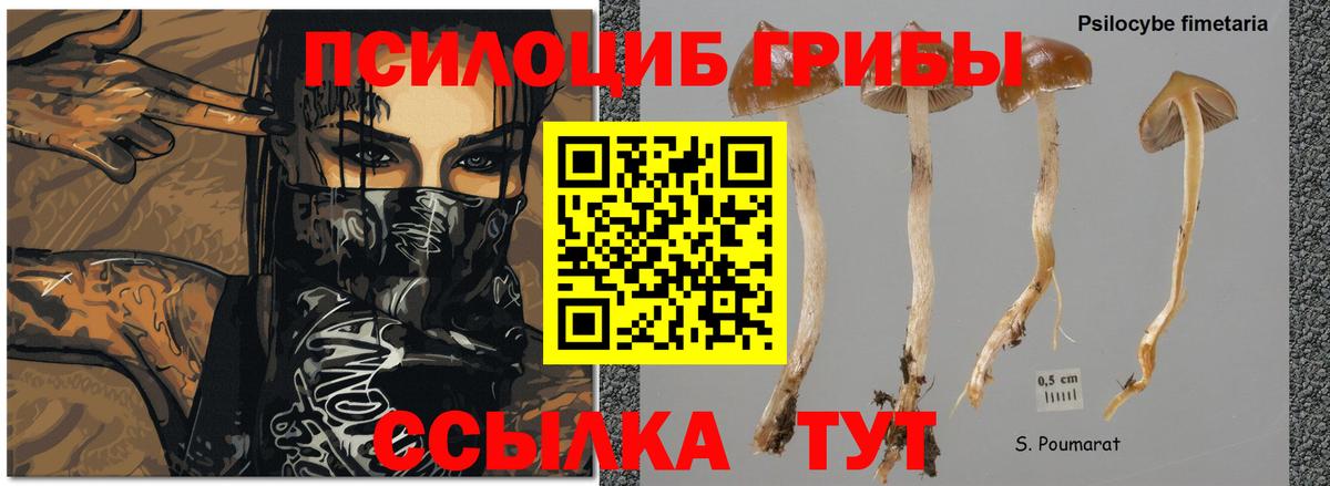 наркошоп  Вход с VPN  Ипатово  Галлюциногенные грибы Magic Shrooms 